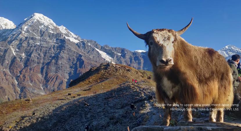 Mardi Himal Trek 6 Days [2026]