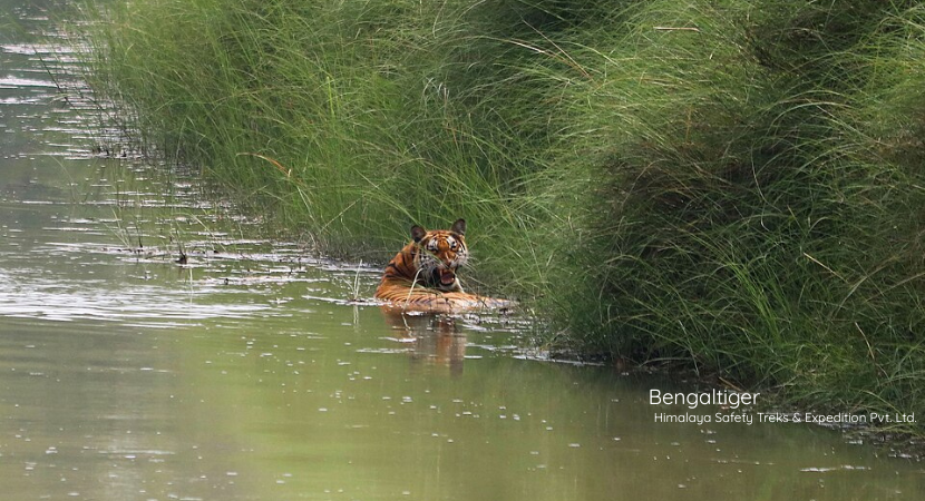 Bardia National Park Wildlife Safari