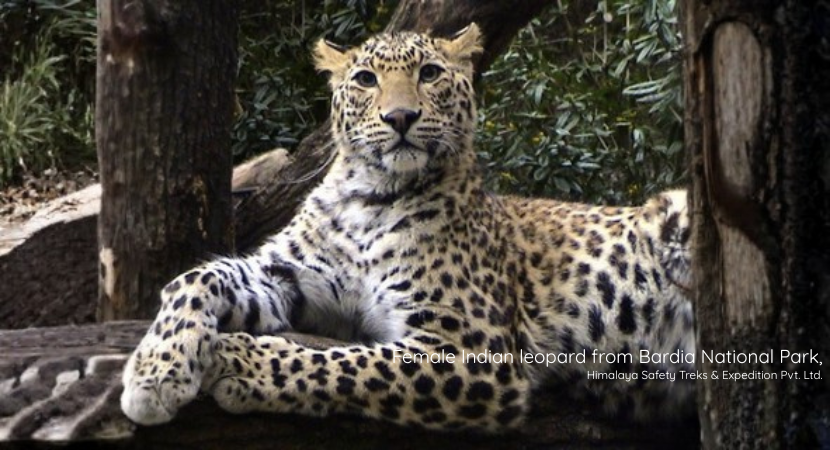Bardia National Park Wildlife Safari