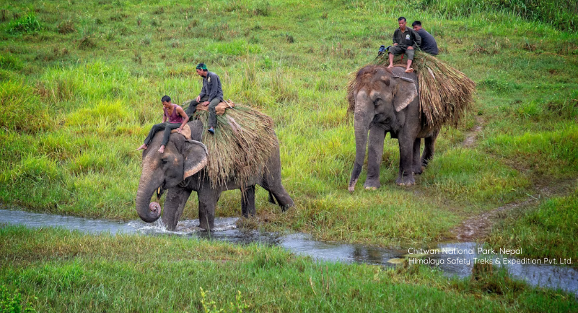 Chitwan National Park Jungle Safari